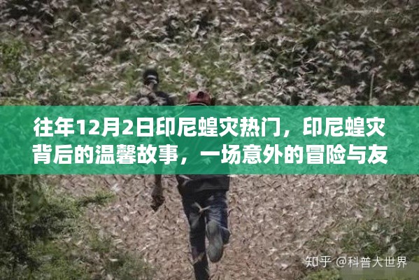 印尼蝗灾背后的温馨故事,冒险与友谊的温暖之旅