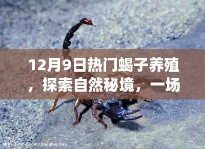 蝎子养殖之旅，探索自然秘境，寻找内心的宁静与平和——蝎子养殖日启程活动