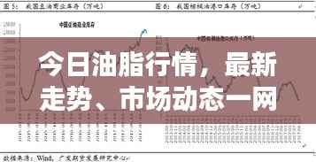 今日油脂行情,最新走势、市场动态一网打尽!