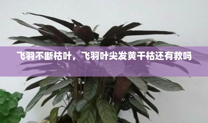 环肥燕瘦 第2页