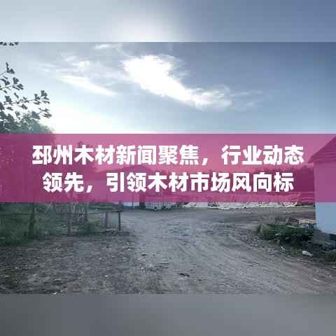 邳州木材新闻聚焦，行业动态领先，引领木材市场风向标
